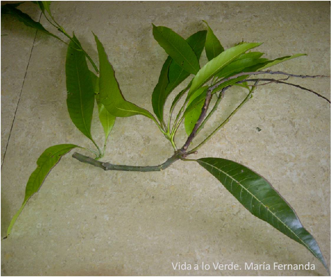 Para que sirve la hoja de mango tierna
